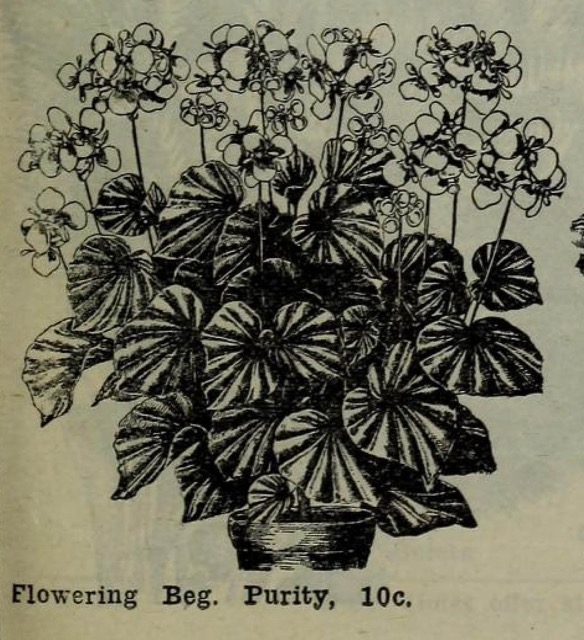 B. ‘Purity’